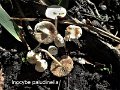 Inocybe paludinella-amf1027
